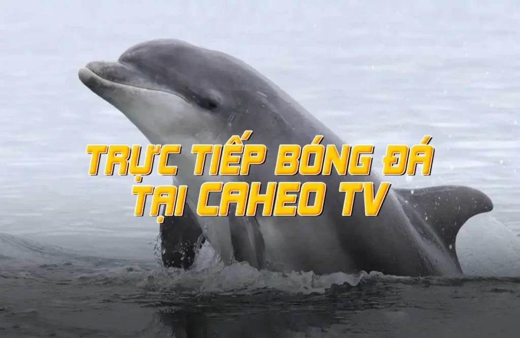 Bigboss và thông tin đơn giản nhất - Bigboss