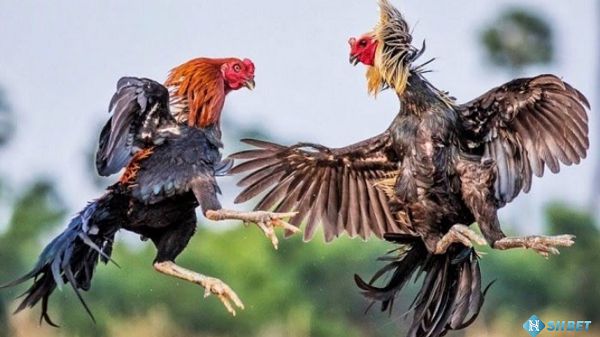 Những mẹo và thủ thuật viết bài đạt chuẩn Vivu88 mà bạn có thể chưa biết - Vivu88